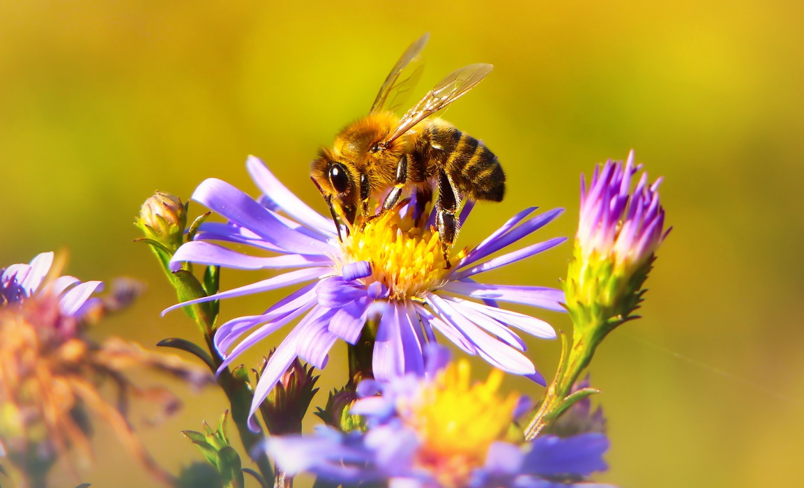 miel abeille