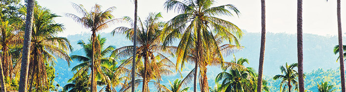 application huile de coco