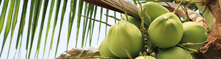 Dérivés de noix de coco